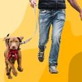 Puppy Foundations